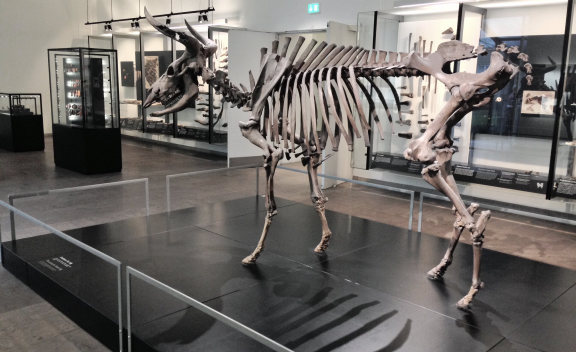 The Aurochs, Vig