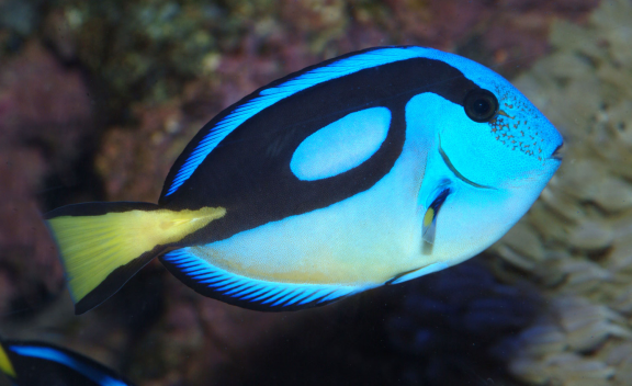 Skansen Aquarium