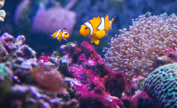 Sarkanniemi Aquarium, Tampere