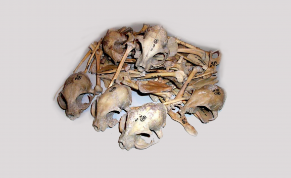 Cat bones