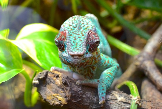 Oslo Reptilpark